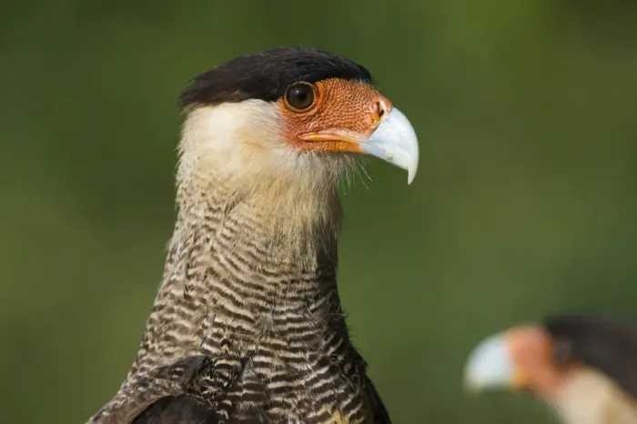 Framed Print : Crested caracara (Polyborus plancus), Pantanal, Mato Grosso, Brazil, South America Framed Print : Crested caracara (Polyborus plancus), Pantanal, Mato Grosso, Brazil, South America