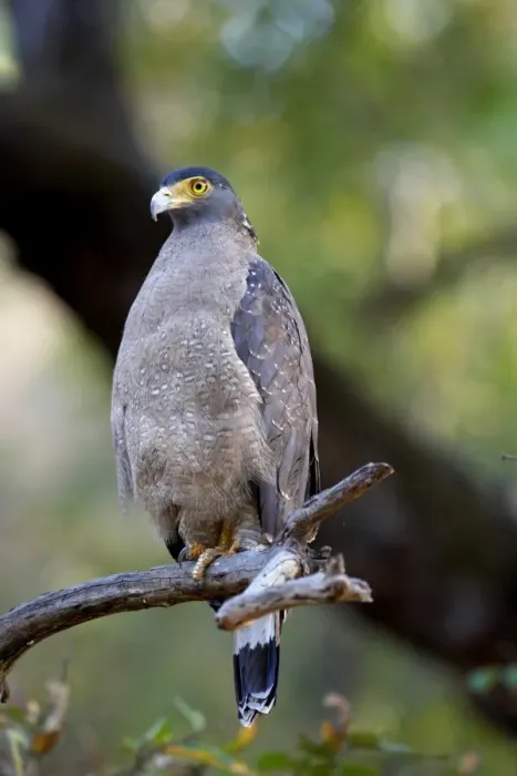 Framed Print : Crested serpent-eagle (Spilornis cheela), Bandhavgarh National Park, Madhya Pradesh, India, Asia Framed Print : Crested serpent-eagle (Spilornis cheela), Bandhavgarh National Park, Madhya Pradesh, India, Asia