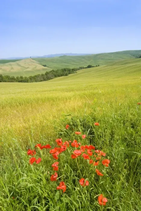 Framed Print : Crete Senesi area, near Asciano, Siena Province, Tuscany, Italy, Europe Framed Print : Crete Senesi area, near Asciano, Siena Province, Tuscany, Italy, Europe
