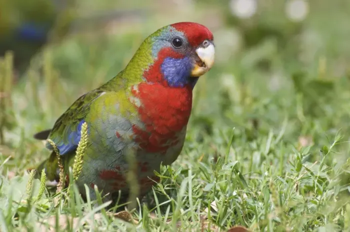 Framed Print : Crimson rosella (juvenile), Yarra Ranges National Park, Victoria, Australia, Pacific Framed Print : Crimson rosella (juvenile), Yarra Ranges National Park, Victoria, Australia, Pacific