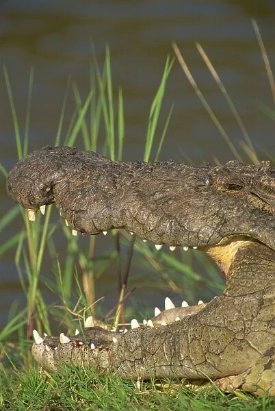 Crocodile basking in sun on riverbank, Masai Mara, Kenya, East Africa, Africa