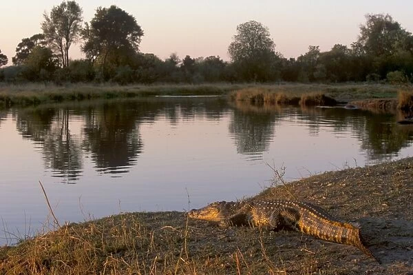 Crocodile resting on bank of Kwai River in Moremi Game Reserve, Okavango Delta