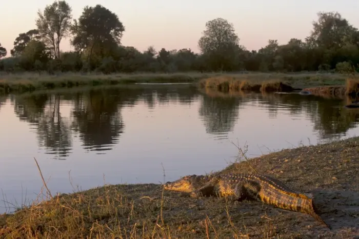 Framed Print : Crocodile resting on bank of Kwai River in Moremi Game Reserve, Okavango Delta Framed Print : Crocodile resting on bank of Kwai River in Moremi Game Reserve, Okavango Delta