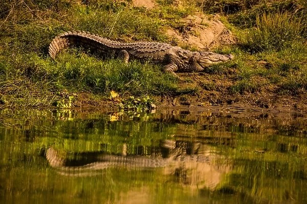 Crocodile sunning himself by a river, Chitwan Elephant Sanctuary, Nepal, Asia