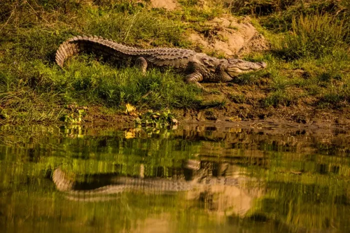 Framed Print : Crocodile sunning himself by a river, Chitwan Elephant Sanctuary, Nepal, Asia Framed Print : Crocodile sunning himself by a river, Chitwan Elephant Sanctuary, Nepal, Asia