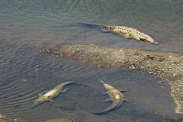 Crocodiles seen from the bridge over the River Tarcoles, near Puntarenas