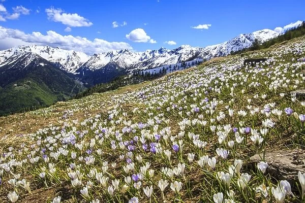 Crocus blooming on the pastures surrounding Cima Rosetta in the Orobie Alps, Lombardy, Italy, Europe