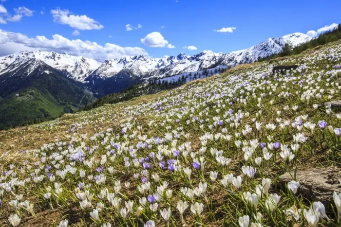 Framed Print : Crocus blooming on the pastures surrounding Cima Rosetta in the Orobie Alps, Lombardy, Italy, Europe Framed Print : Crocus blooming on the pastures surrounding Cima Rosetta in the Orobie Alps, Lombardy, Italy, Europe