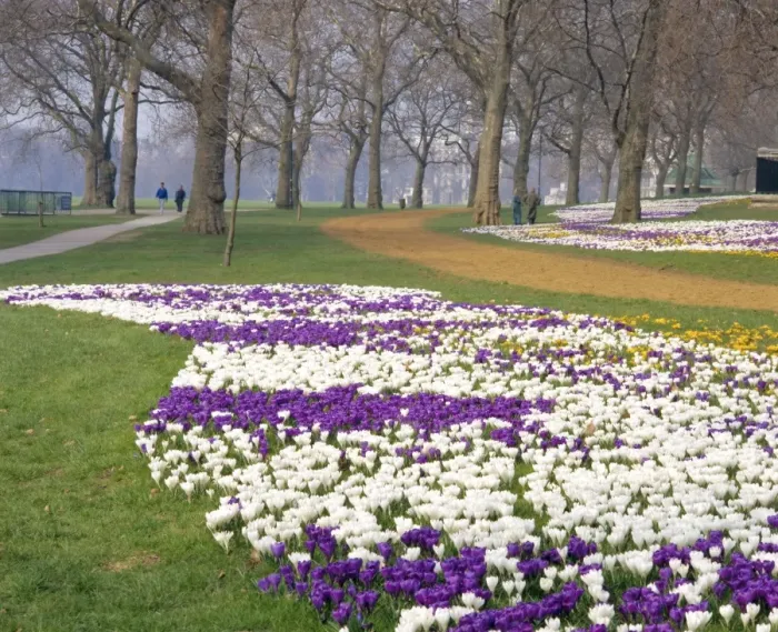 Framed Print : Crocus in flower in spring in Hyde Park, London, England, UK Framed Print : Crocus in flower in spring in Hyde Park, London, England, UK