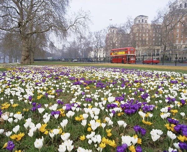 Crocus flowering in spring in Hyde Park, bus on Park Lane in the background