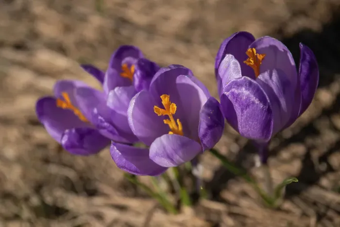 Framed Print : Crocus Flowers, Fagaras Mountains, Arges County, Muntenia, Romania, Europe Framed Print : Crocus Flowers, Fagaras Mountains, Arges County, Muntenia, Romania, Europe