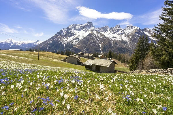 Crocus during spring blooming, Alpe Braccia, Malenco Valley, province of Sondrio