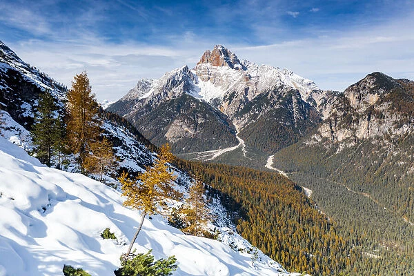Croda Rossa d Ampezzo mountain surrounded by larch tree forest in autumn, Dolomites
