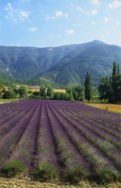Crop of Lavender, Le Plateau de Sault, Provence, France