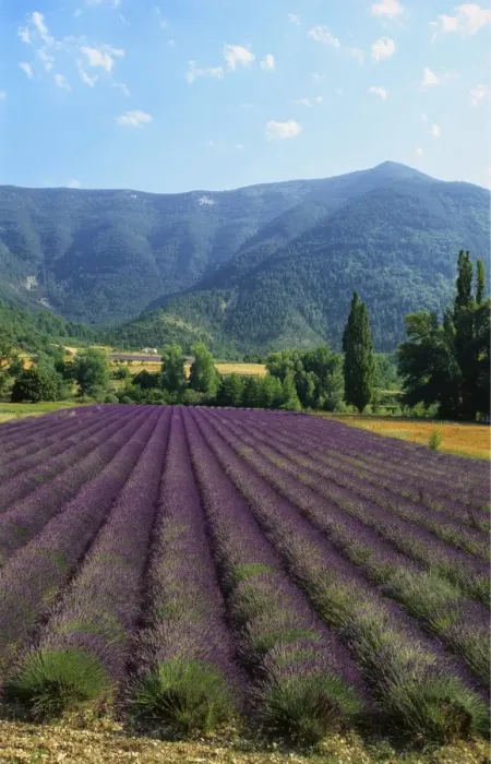 Framed Print : Crop of Lavender, Le Plateau de Sault, Provence, France Framed Print : Crop of Lavender, Le Plateau de Sault, Provence, France
