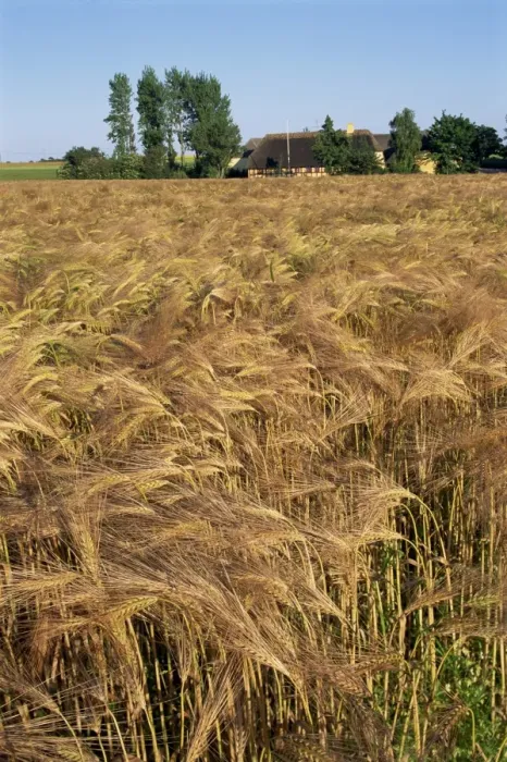 Framed Print : Crop of ripe cereals and thatched buildings behind, Hule Farm Village Museum Framed Print : Crop of ripe cereals and thatched buildings behind, Hule Farm Village Museum