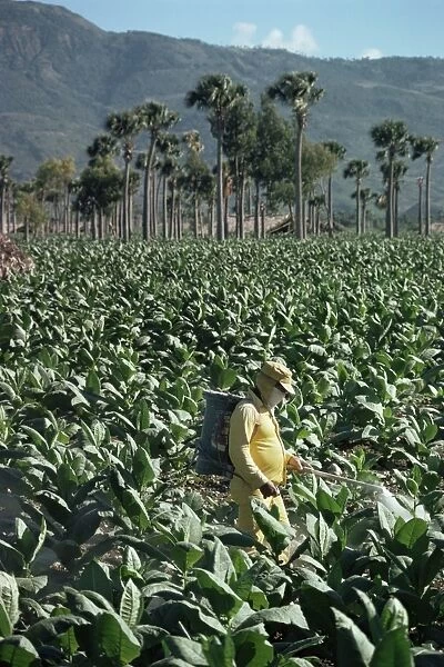 Crop spraying in field of tobacco, Santiago, Dominican Republic, West Indies