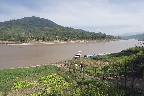 Crops on side of Mekong River at Gom Dturn, a Lao Luong Village in the Golden Triangle area of Laos