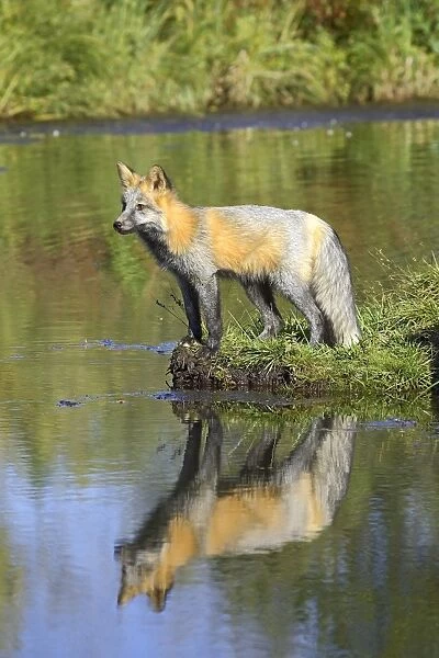 Cross phase red fox