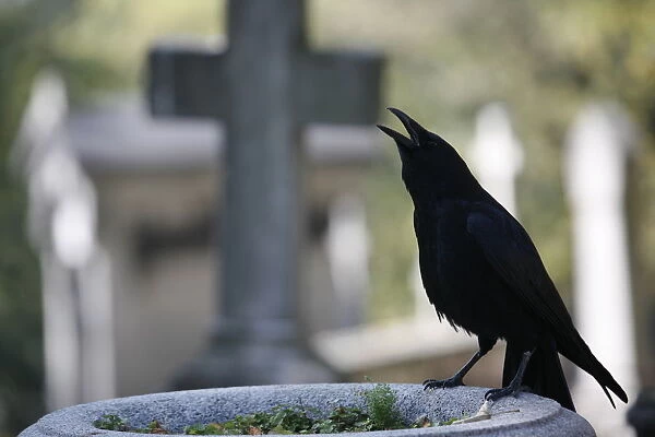 Crow on a grave, Paris, Ile de France, France, Europe