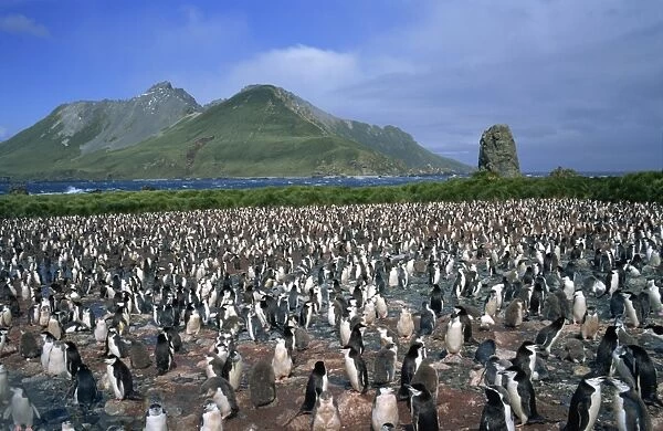 Crowds of chinstrap penguins in a rookery