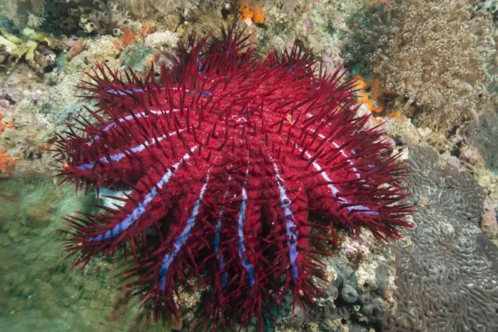 Framed Print : Crown of thorns starfish, Dimaniyat Islands, Gulf of Oman, Oman, Middle East Framed Print : Crown of thorns starfish, Dimaniyat Islands, Gulf of Oman, Oman, Middle East