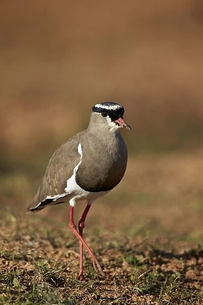 Crowned plover (crowned lapwing) (Vanellus coronatus), Addo Elephant National Park