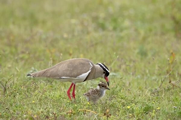 Crowned plover or crowned lapwing