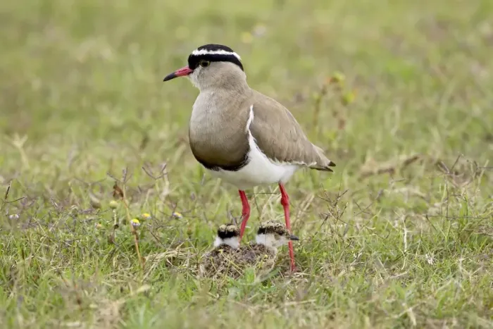 Framed Print : Crowned plover or crowned lapwing Framed Print : Crowned plover or crowned lapwing