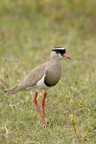 Crowned plover or crowned lapwing (Vanellus coronatus)