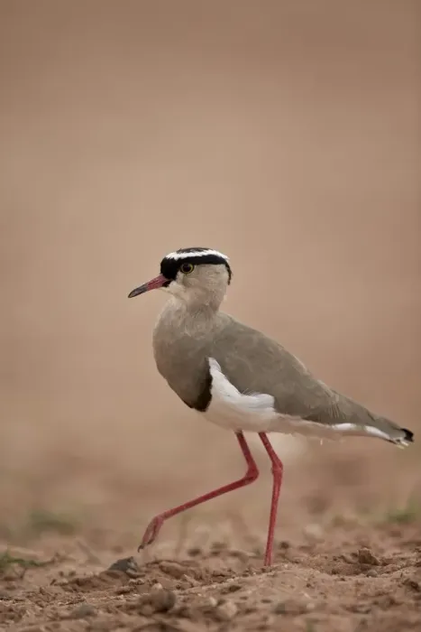 Framed Print : Crowned plover (crowned lapwing) (Vanellus coronatus), Kgalagadi Transfrontier Park Framed Print : Crowned plover (crowned lapwing) (Vanellus coronatus), Kgalagadi Transfrontier Park