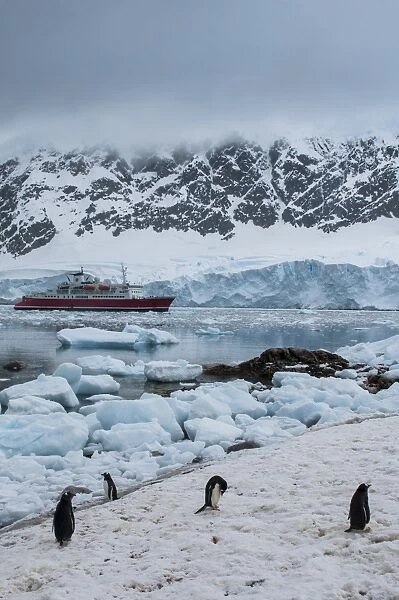 Cruise ship behind a Penguin colony, Neko Habour, Antarctica, Polar Regions