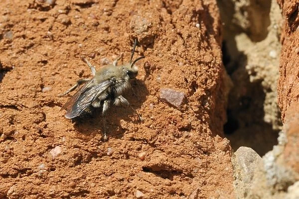 Cuckoo bee (Melecta albifrons) a parasite of solitary bees, searching an old wall for host nests, Brandenburg, Germany, Europe