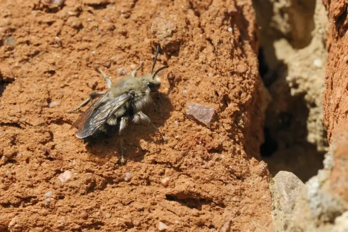 Framed Print : Cuckoo bee (Melecta albifrons) a parasite of solitary bees, searching an old wall for host nests, Brandenburg, Germany, Europe Framed Print : Cuckoo bee (Melecta albifrons) a parasite of solitary bees, searching an old wall for host nests, Brandenburg, Germany, Europe