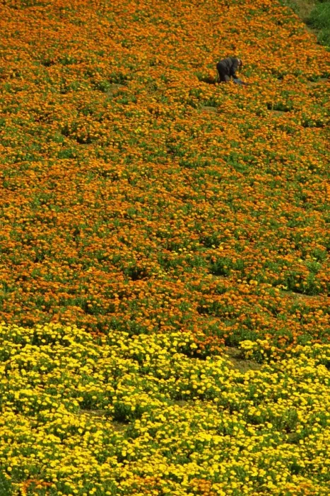 Framed Print : Cultivated flowers in the southwest near Naro, Sicily, Italy, Europe Framed Print : Cultivated flowers in the southwest near Naro, Sicily, Italy, Europe