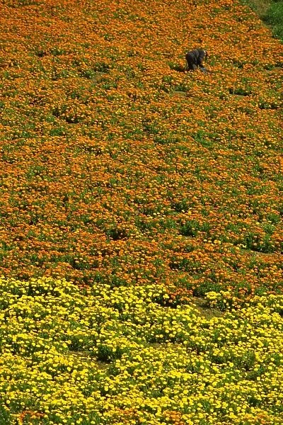 Cultivated flowers in the southwest near Naro, Sicily, Italy, Europe