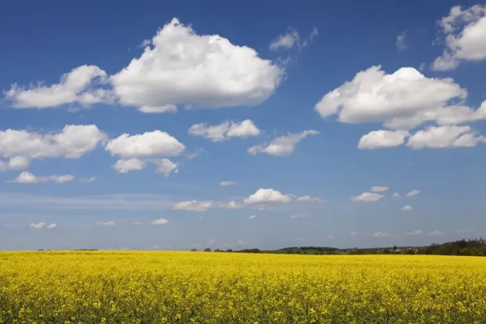 Framed Print : Cumulus clouds over a rape field, Swabian Alb, Baden Wurttemberg, Germany, Europe Framed Print : Cumulus clouds over a rape field, Swabian Alb, Baden Wurttemberg, Germany, Europe