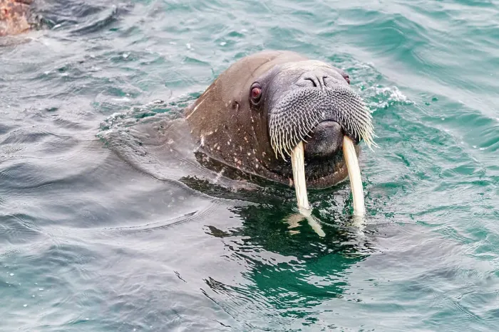 Framed Print : Curious adult bull walrus (Odobenus rosmarus rosmarus) approach the ship at Moffen Island in the Svalbard Archipelago, Norway, Arctic, Europe Framed Print : Curious adult bull walrus (Odobenus rosmarus rosmarus) approach the ship at Moffen Island in the Svalbard Archipelago, Norway, Arctic, Europe