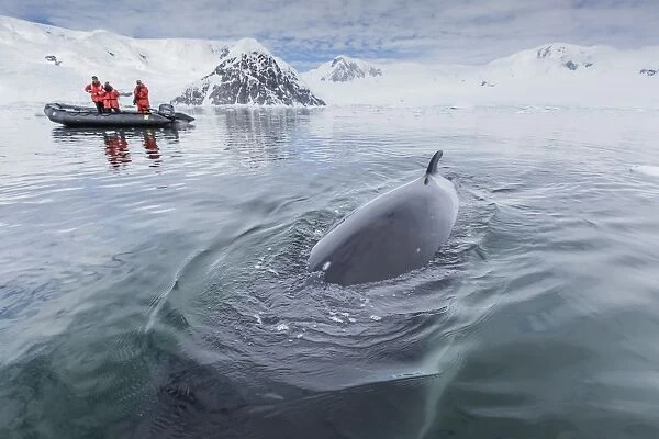 A curious Antarctic minke whale (Balaenoptera bonaerensis) approaches the Zodiac in Neko Harbor