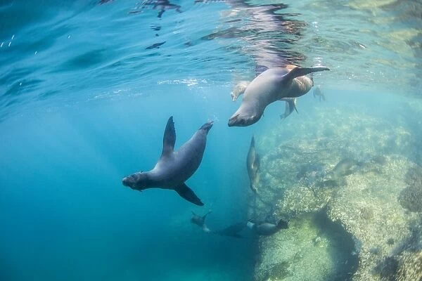 Curious California sea lion pups (Zalophus californianus), underwater at Los Islotes