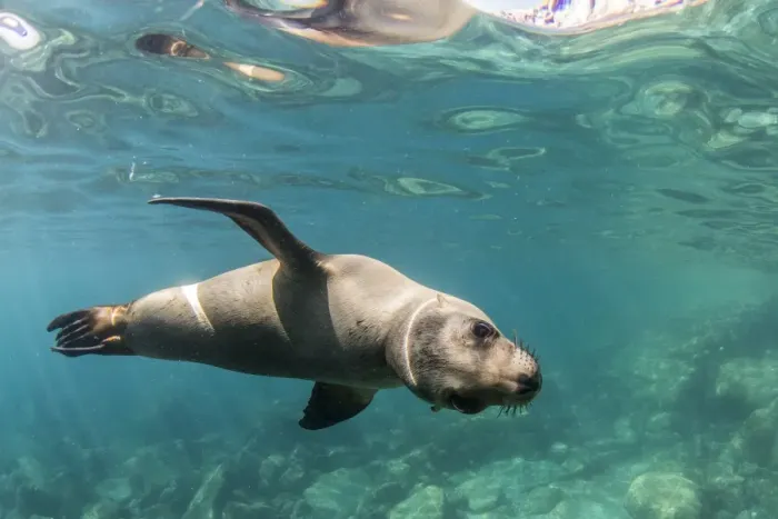 Framed Print : Curious California sea lion (Zalophus californianus) underwater at Los Islotes, Baja California Sur