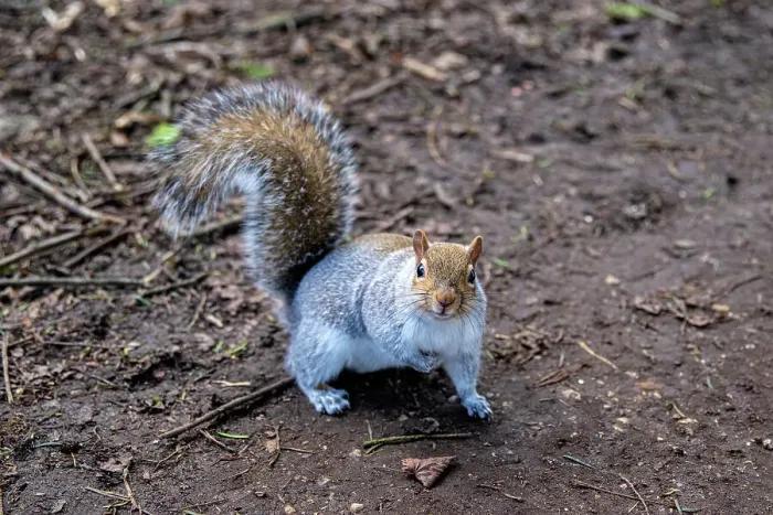 Framed Print : Curious grey squirrel standing on a dirt ground with a blurred natural background, United Kingdom, Europe Framed Print : Curious grey squirrel standing on a dirt ground with a blurred natural background, United Kingdom, Europe