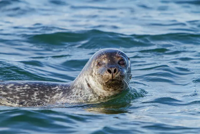 Framed Print : Curious harbor seal (Phoca vitulina), approaches Zodiac at Vigur Island, Iceland Framed Print : Curious harbor seal (Phoca vitulina), approaches Zodiac at Vigur Island, Iceland