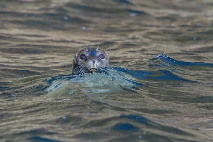 Framed Print : Curious harbor seal (Phoca vitulina), approaches Zodiac at Vigur Island, Iceland Framed Print : Curious harbor seal (Phoca vitulina), approaches Zodiac at Vigur Island, Iceland