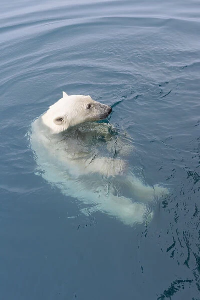 Curious Polar Bear (Ursus maritimus) swimming around an expedition ship and looking up