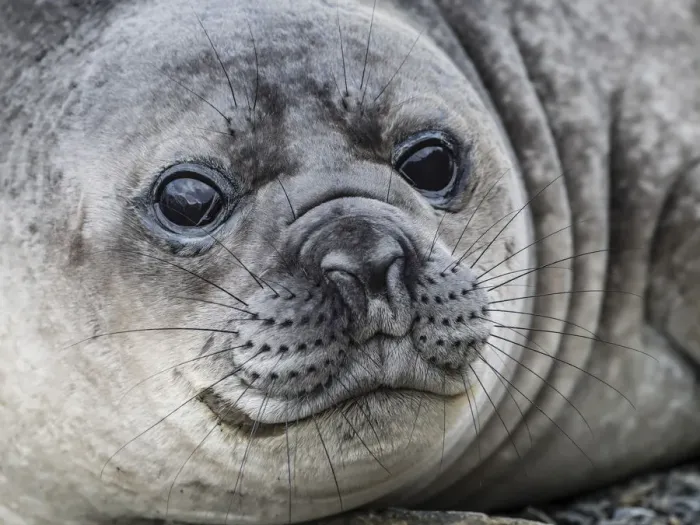 Framed Print : Curious southern elephant seal pup, Mirounga leonina, in Jason Harbor, South Georgia Island Framed Print : Curious southern elephant seal pup, Mirounga leonina, in Jason Harbor, South Georgia Island