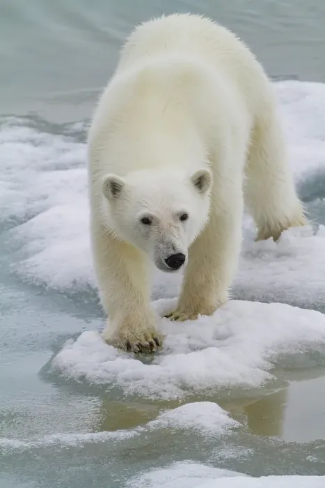 Framed Print : A curious young polar bear (Ursus maritimus), approaches ship on Spitsbergen in the Svalbard Archipelago, Norway Framed Print : A curious young polar bear (Ursus maritimus), approaches ship on Spitsbergen in the Svalbard Archipelago, Norway