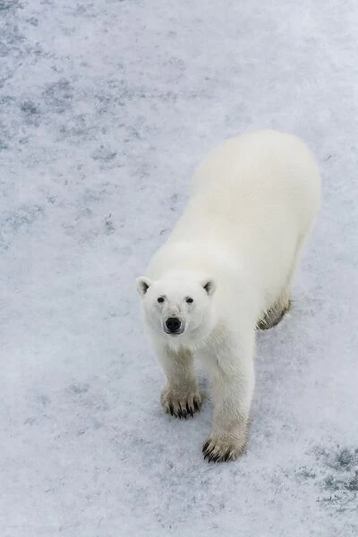 A curious young polar bear (Ursus maritimus) on the ice in Bear Sound, Spitsbergen Island, Svalbard, Norway, Scandinavia, Europe