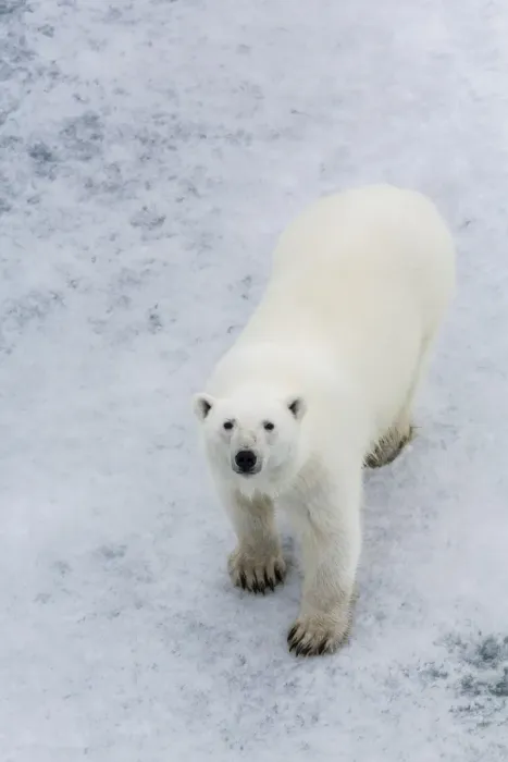 Framed Print : A curious young polar bear (Ursus maritimus) on the ice in Bear Sound, Spitsbergen Island, Svalbard, Norway, Scandinavia, Europe Framed Print : A curious young polar bear (Ursus maritimus) on the ice in Bear Sound, Spitsbergen Island, Svalbard, Norway, Scandinavia, Europe