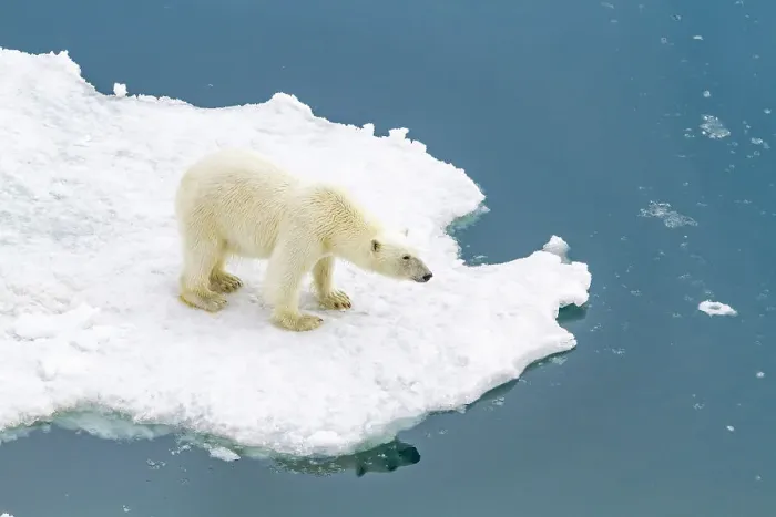 Framed Print : A curious young polar bear (Ursus maritimus) on ice floe in the Svalbard Archipelago, Norway, Arctic, Europe Framed Print : A curious young polar bear (Ursus maritimus) on ice floe in the Svalbard Archipelago, Norway, Arctic, Europe